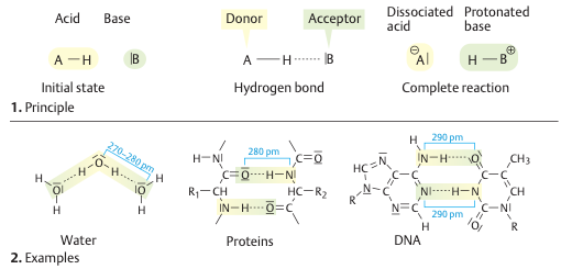Chemical Bonds: Hydrogen Bonds